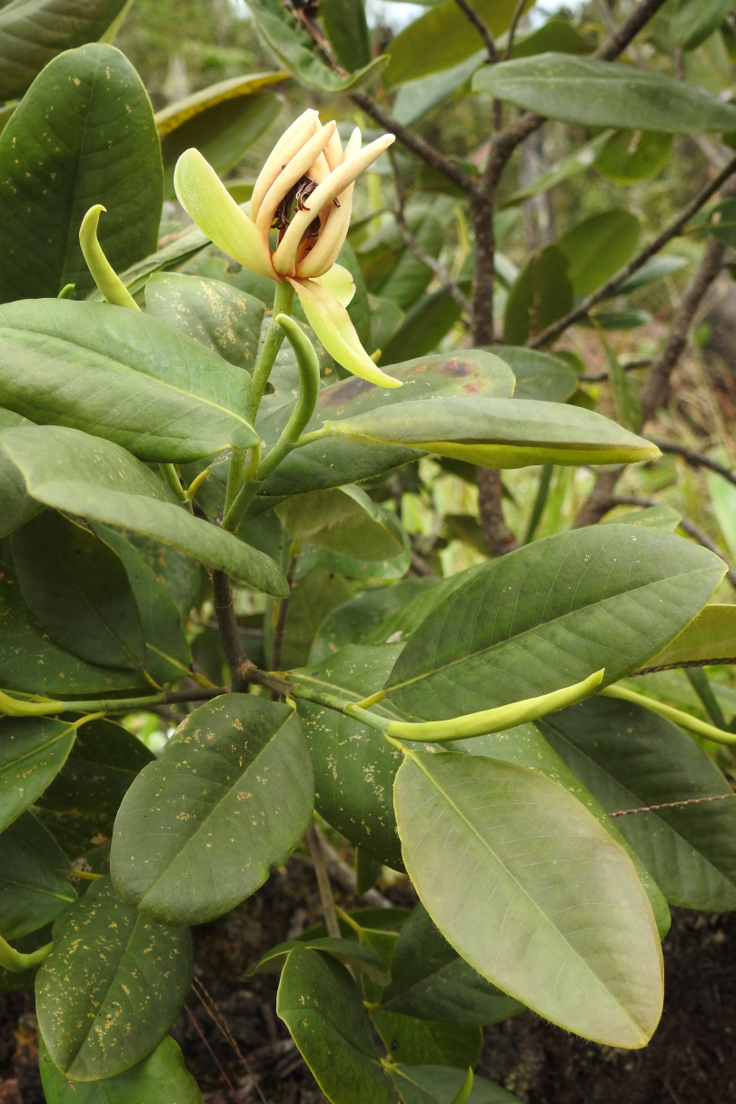 Magnolia tapichalacaensis